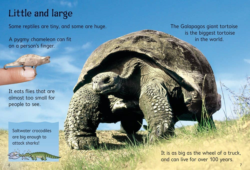 Reptiles : Usborne