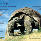 Reptiles : Usborne