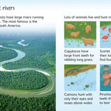 Rainforests : Usborne