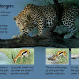 Dangerous Animals : Usborne