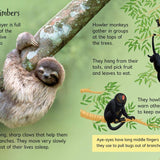Rainforests : Usborne