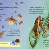 Bugs : Usborne Beginners