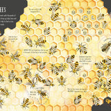 Usborne See Inside Bugs and Butterflies